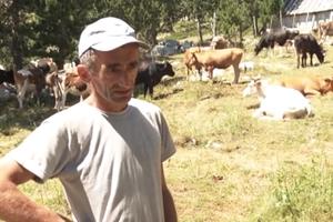 MUKA NAJVEĆIH STOČARA U CRNOJ GORI Braća Bulatovići imaju 700 ovaca, 250 koza, 40 krava, ali nijedan nije oženjen! VIDEO