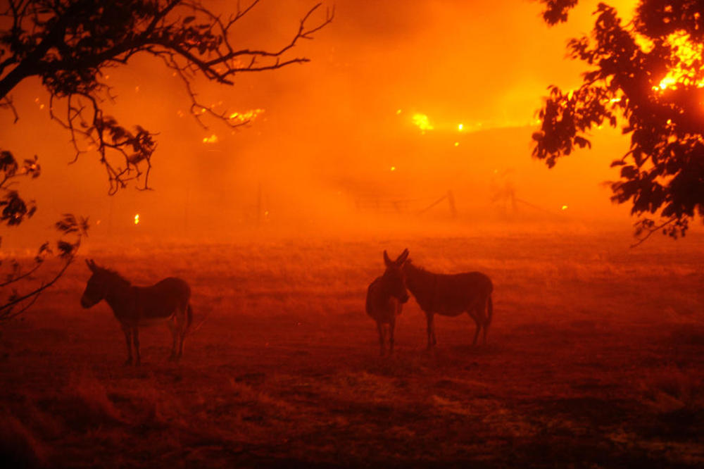 U KALIFORNIJI PAKAO NA ZEMLJI: Rekordne vrućine od skoro 55 stepeni, požari već uništili 48.500 hektara, nestala struja