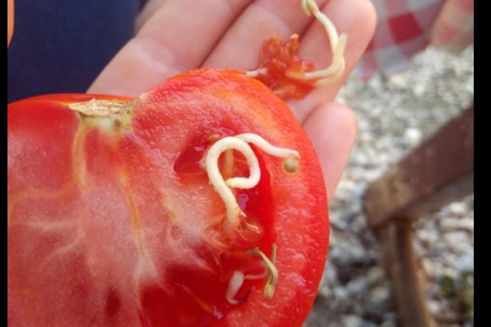 ČUDO PRIRODE ILI GMO Katarina presekla paradajz, pa naišla na čudan prizor! Viralna fotografija BEZ objašnjenja (FOTO)