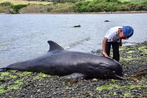 UŽAS NA MAURICIJUSU: Okean na obalu izbacio 17 uginulih delfina, mesec dana nakon izlivanja nafte sa nasukanog broda