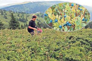 OD JUTRA DO MRAKA: Dok se turisti fotografišu na Pančićevom vrhu, na padini ispod Obren s porodicom bere borovnice
