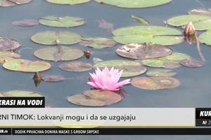 ZBOG OVOG ČOVEKA CVETA CRNI TIMOK: Lokvanjima oplemenio reku (KURIR TV)