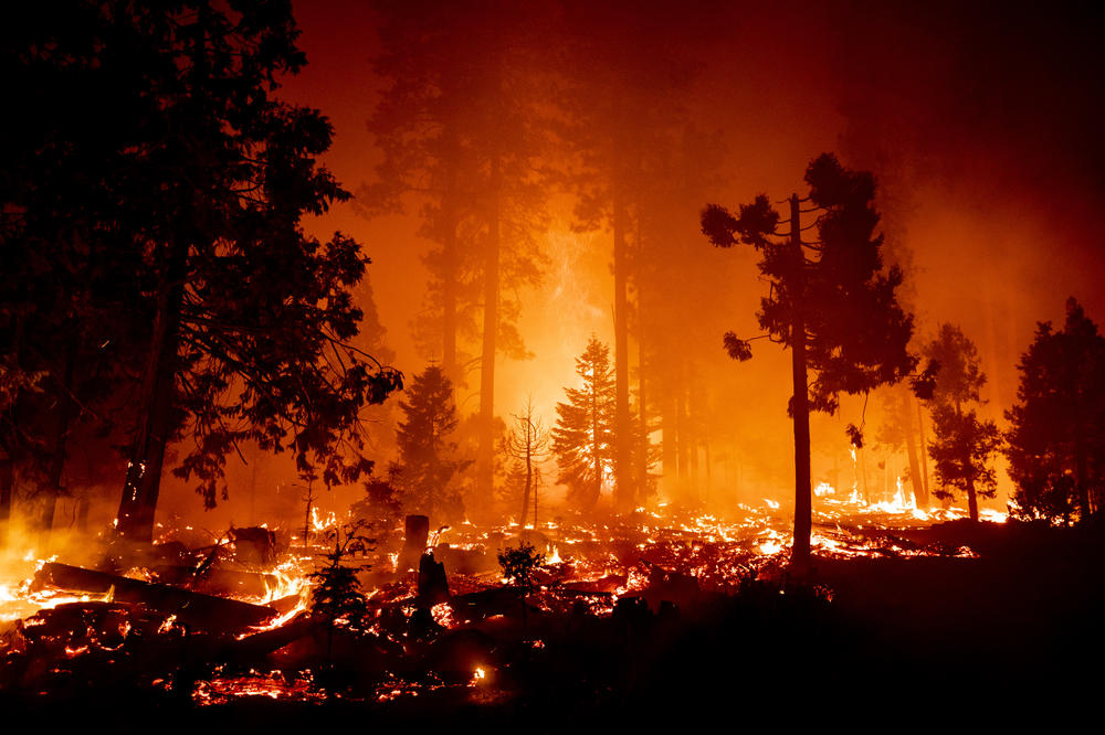 DVA NOVA ŠUMSKA POŽARA U KALIFORNIJI: Brzo se šire, uništavaju sve pred sobom, vatrogasci se trude da obuzdaju vatrenu stihiju