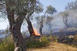 STOGODIŠNJE MASLINE U PLAMENU: Kanaderi gase požar u Ulcinju! (VIDEO)