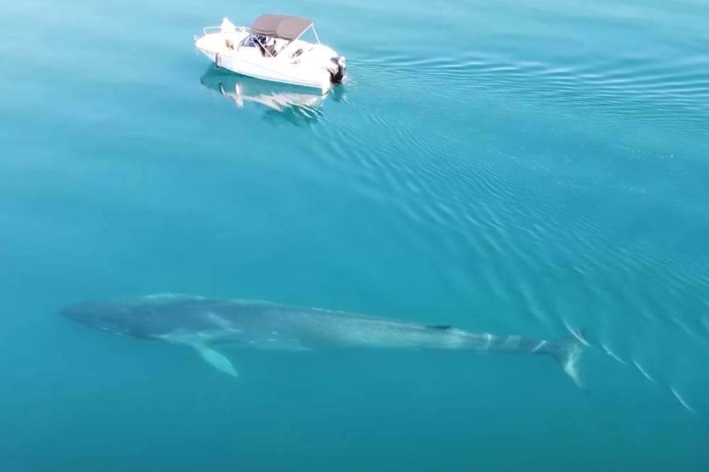 SNIMLJENA JOŠ JEDNA GRDOSIJA NA JADRANU: Istraživači pratili velikog kita i napravili čudesne snimke (VIDEO)
