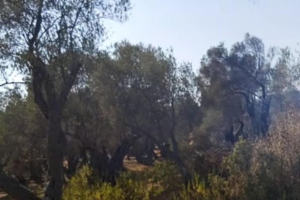 POŽAR U ULCINJU POD KONTROLOM: Uništeno više desetina stabala maslina, građani pomagali u gašenju vatre (VIDEO)