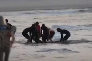 PANIKA NA PLAŽI U AUSTRALIJI! AJKULA NAPALA SURFERA: Šestoro ljudi ga izvuklo iz vode, preminuo je na plaži (VIDEO)
