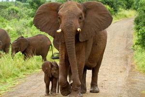 MAJKA PRIRODA JE ZAKON: Slonice u Mozambiku zbog krivolova izgubile svoje kljove, rađaju i mladunce bez veličanstvenih zuba