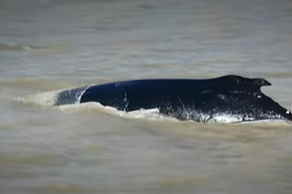 Грбав кит од 10 метри заглавен ВО РЕКА ВО Бретања НАЈДЕ ПАТ ДО МОРЕ: Успешно ја преминал браната и се ослободил