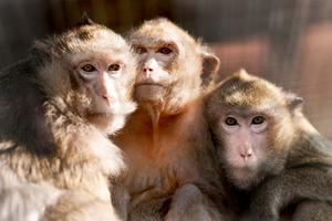UTICAJ TRAUME NA STARENJE: Naučnici otkrili da su majmuni nakon uragana počeli ubrzano da stare, upozoravaju da to čeka i ljude