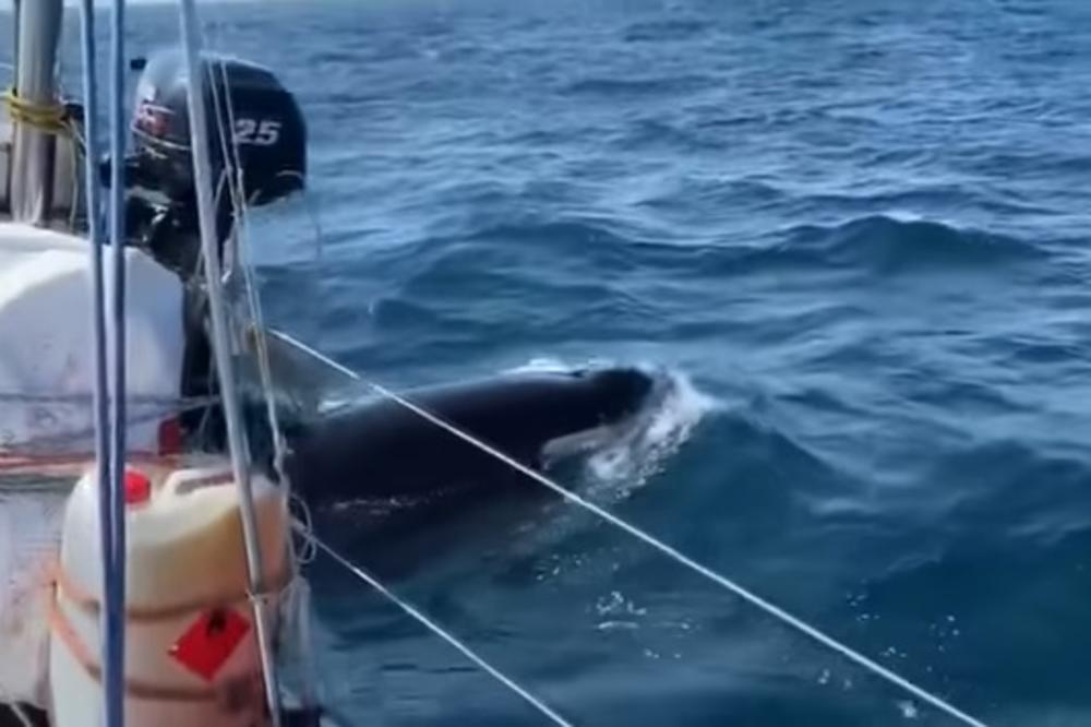 ČUDNO PONAŠANJE KITOVA UBICA U ŠPANIJI: Orke se zaleću i udaraju u jedrilice! PANIKA među turistima! (VIDEO)