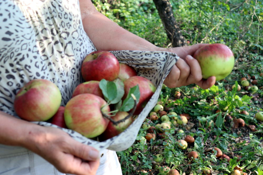 RODILO KO LUDO: Jabuke zdrave i jedre, ali domaćini su primetili nešto čudno (FOTO)