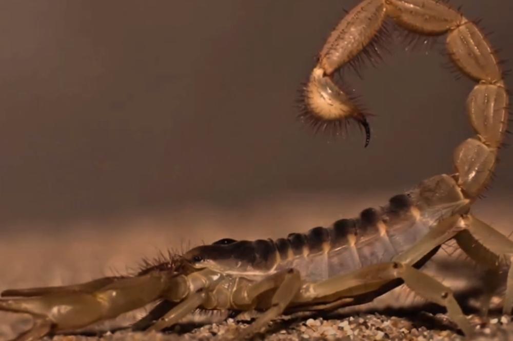 STANARI ULICE NA PALILULI U STRAHU: Škorpije im izlaze iz podruma, nemaju mira ni danju ni noću