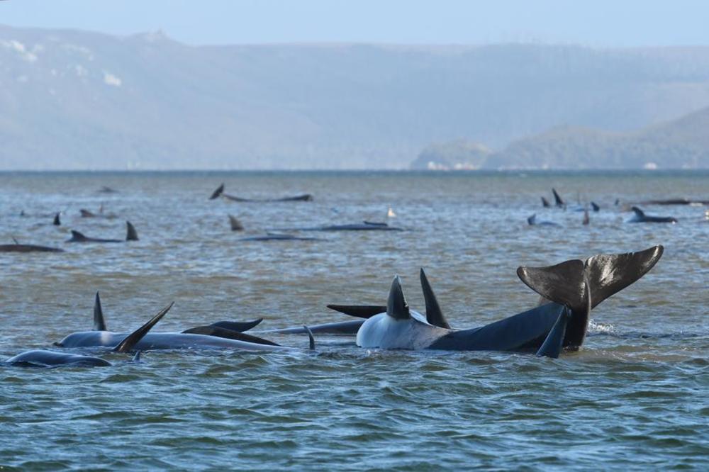 BORBA SA VREMENOM: Čak 270 kitova se nasukalo na obalu Tasmanije, 25 već uginulo! Volonteri pomažu nesrećnim džinovima