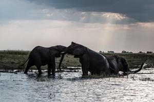 ZIMBABVE DOZVOLIO LOV NA UGROŽENE VRSTE: Pandemija korone ubila turističku sezonu, pa oni sad ubijaju slonove