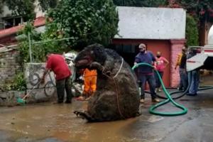 KANALIZACIJA IZBACILA 22 TONE SMEĆA I GIGANTSKOG PACOVA: Radnici prvo bili preplašeni, a onda su shvatili o čemu se radi