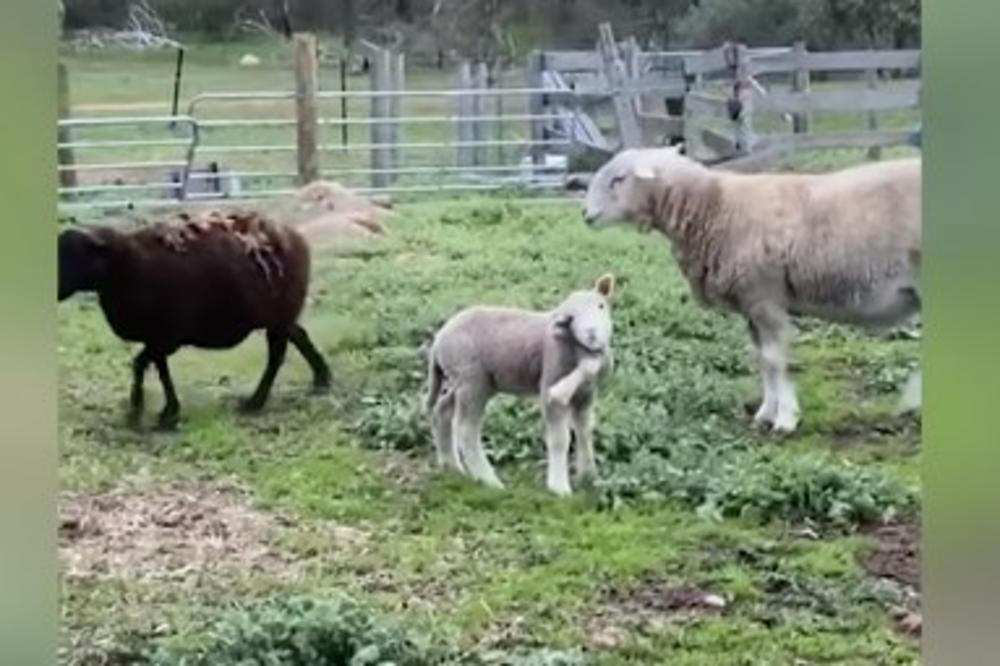 ČUDO OD JAGNJETA ROĐENO U AUSTRALIJI: Ima 5 nogu, vlasnik u ostao bez teksta kada ga je primetio (VIDEO)