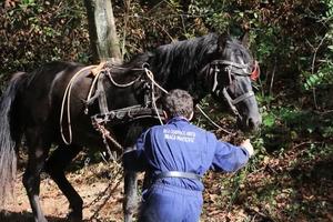 RATKO (12) NAJMLAĐI JE RABADŽIJA U SRBIJI: Uz pomoć konja Cvetka izvuče i po 20 kubika drva za dan (KURIR TELEVIZIJA)
