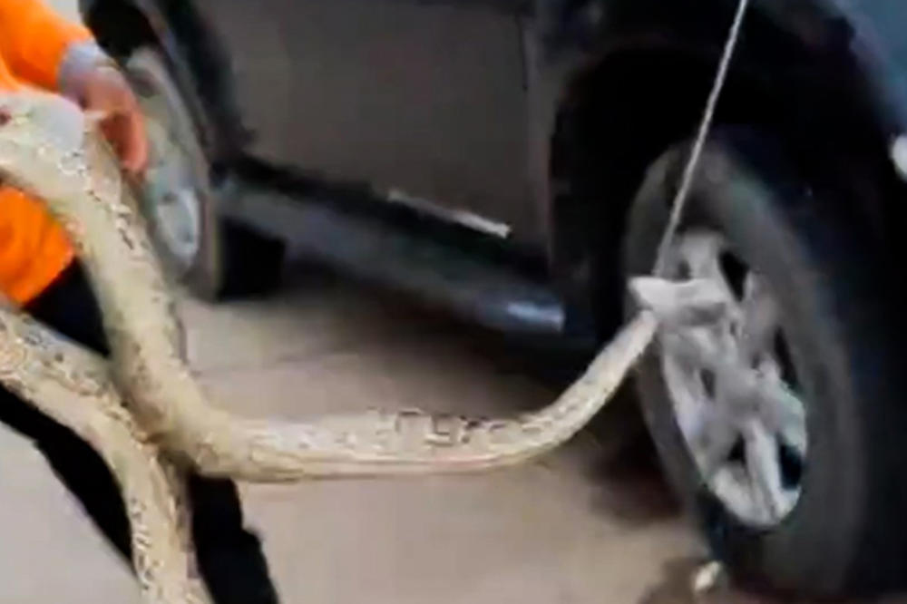 NA JEDVITE JADE USPEO DA SE PARKIRA! Užičaninu usred vožnje upala zmija od pola metra: Istrčao je iz automobila bled kao krpa