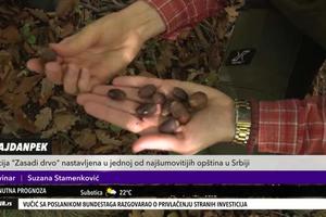 AKCIJA "ZASADI DRVO" U MAJDANPEKU: Volonteri DNEVNO prikupljaju po 10 kg semena hrasta za sadnice ŠIROM SRBIJE (KURIR TELEVIZIJA)