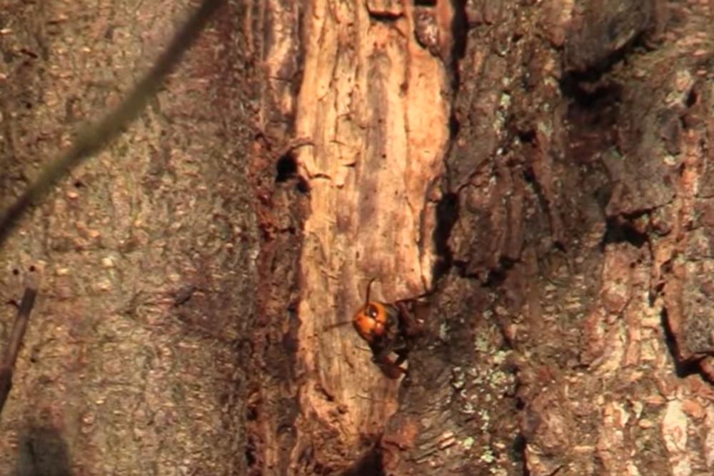 OTKRIVENO GNEZDO DŽINOVSKOG STRŠLJENA: Naučnici navukli zaštitnu opremu i evo kako su ga izneli iz drveta (VIDEO)