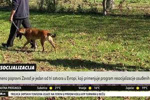 OBOSTRANA RADOST: Zatvorenici u Sremskoj Mitrovici obučavaju i udomljavaju pse lutalice (KURIR TELEVIZIJA)