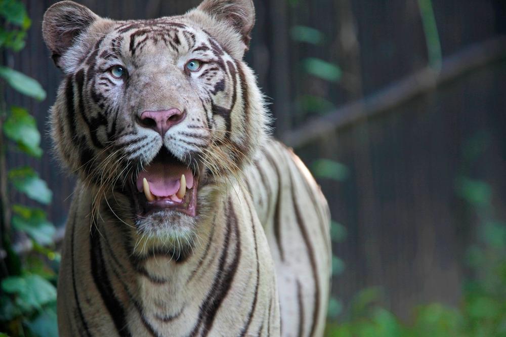UŽAS U ČILEU Radnicu safari parka napao tigar, na mestu ostala mrtva