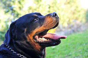 VETERINAR SREĆKO POSLE STRAVIČNOG SLUČAJA U SENTI: Postoji više razloga zbog kojih je pas agresivan, za to je kriv samo vlasnik
