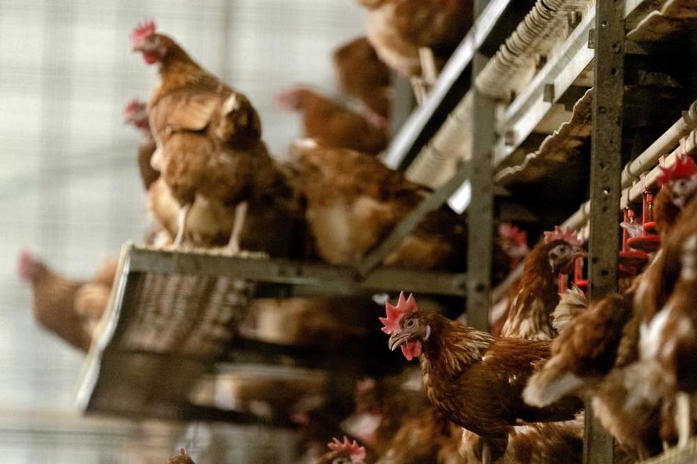 KATASTROFA U CRNOJ GORI: Vrućine ubile trećinu svih kokošaka u zemlji, šteta veća od milion evra