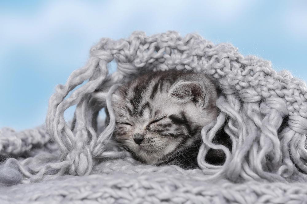 mačka, zima
