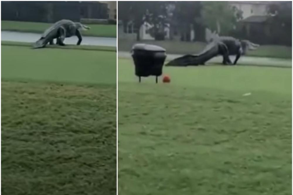 OVO JE GODZILA! Ogroman aligator snimljen kako šeta golf terenom, samo rep mu ima oko 50 kila! (VIDEO)