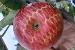 LJUDI SE KRSTE KAD VIDE ŠTA RASTE KOD TOPOLE! Dejan ubrao neobičnu jabuku u voćnjaku ČUVAĆEMO JE DA NAS PODSEĆA (FOTO)