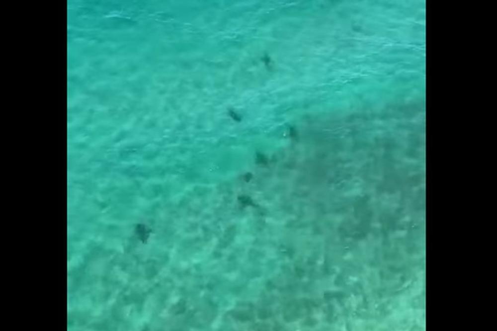DA SE NAJEŽIŠ: Više od 50 ajkula plivalo blizu obale Australije! Spasioci ih snimili iz helikoptera, pa upozorili kupače (VIDEO)