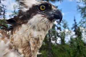 OVO JE BIO LEPI OLI, NJEGOVA PRIČA IMA TUŽAN KRAJ: Finskog orla ubila struja u Grdelici, u Srbiji se ne gnezdi već 100 godina FOTO