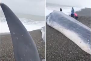 SNAŽNA OLUJA NA OBALU IZBACILA NEMAN OD 19 METARA: Ovaj kit je bio jedinstven, ali mu nažalost nije bilo spasa (VIDEO)