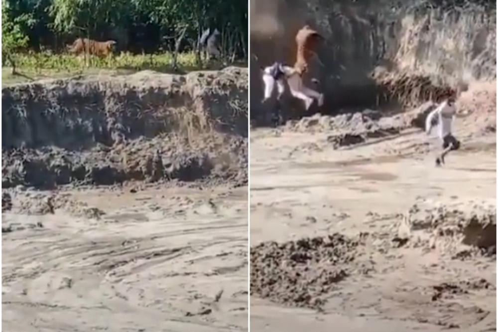 BENGALSKI TIGAR SKOČIO NA ČOVEKA I BACIO GA U RUPU DUBOKU 5 METARA: Zastrašujući snimci iz Indije (VIDEO)