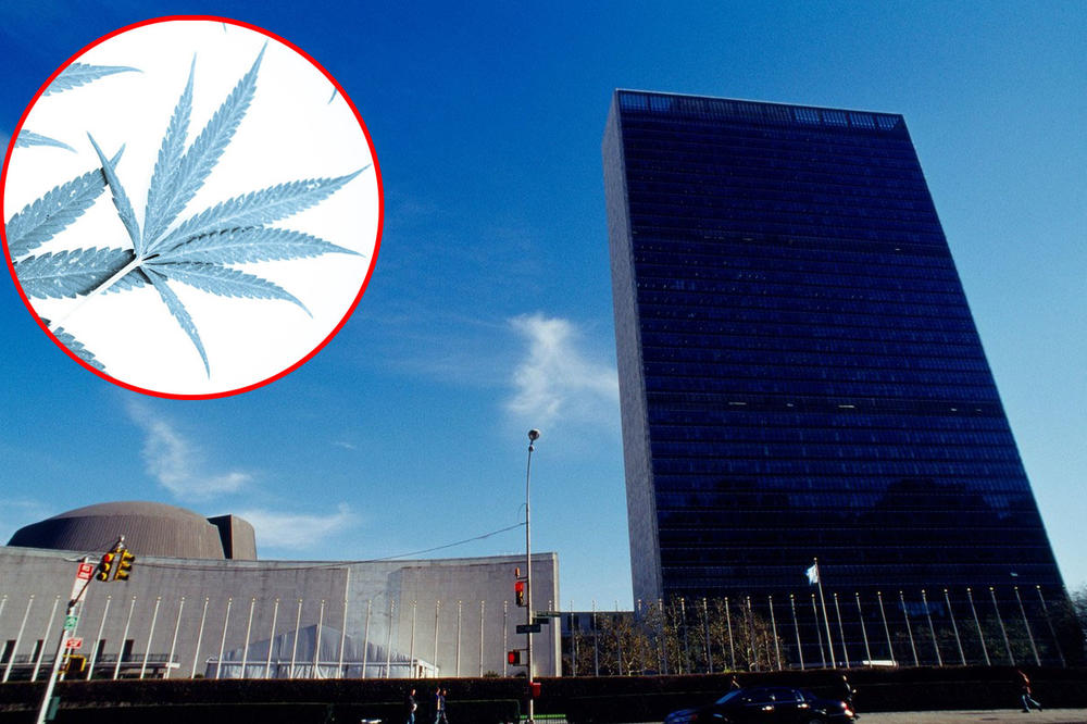 ISTORIJSKA ODLUKA: UN je uklonio marihuanu sa liste najopasnijih droga