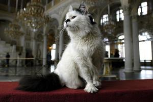 ONE GOSPODARE ČUVENIM ERMITAŽOM A SADA SU DOBILE I NASLEDSTVO: Francuski lekar ostavio novac mačkama koje žive velelepnom muzeju!