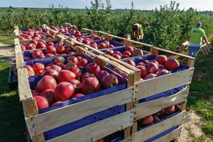 MINISTARSTVO POLJOPRIVREDE: Srbiji nije zabranjen izvoz voća u EU
