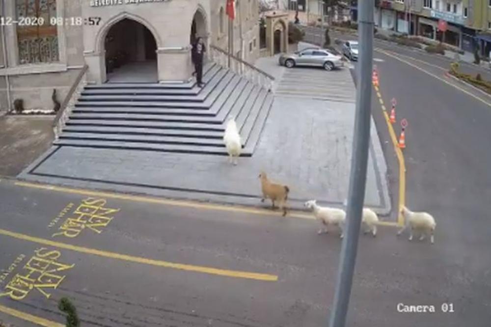 ŽIVOTINJSKA BANDA ZAVODILA RED ISPRED SKUPŠTINE: Pobegle sa farme, napadale prolaznike u centru grada u Turskoj! (VIDEO)