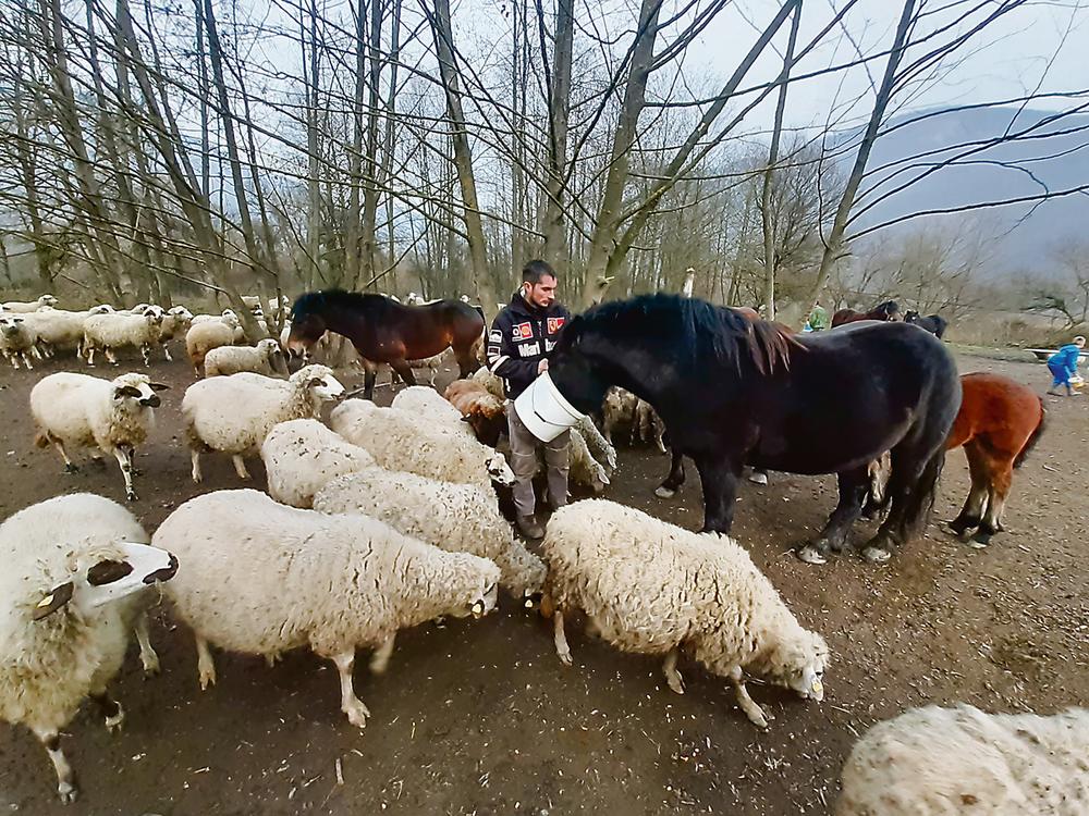 Dljin, braća Milosavljević