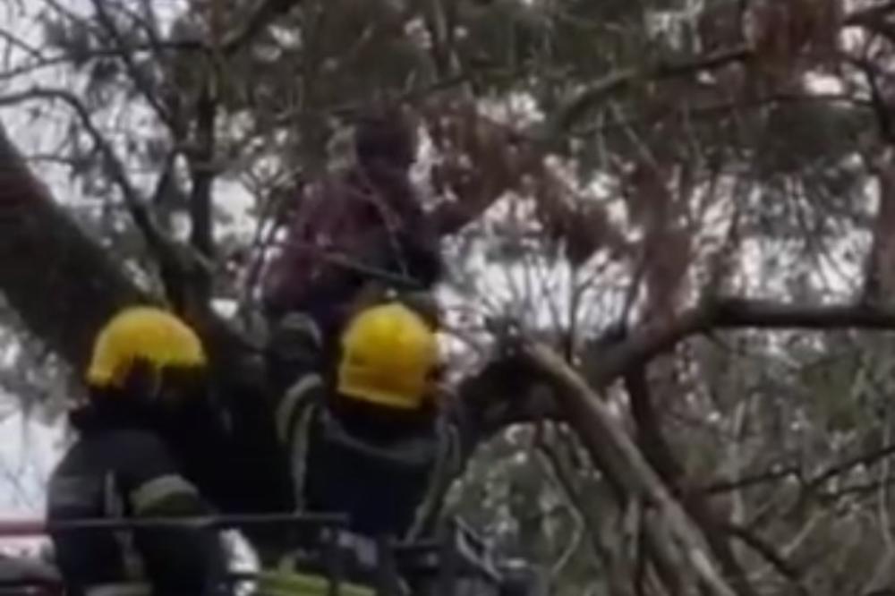 FILMSKO SPASAVANJE U NOVOM SADU, VATROGASCI U AKCIJI: Spasli dečaka koji se popeo na drvo na Limanu 4! (VIDEO)