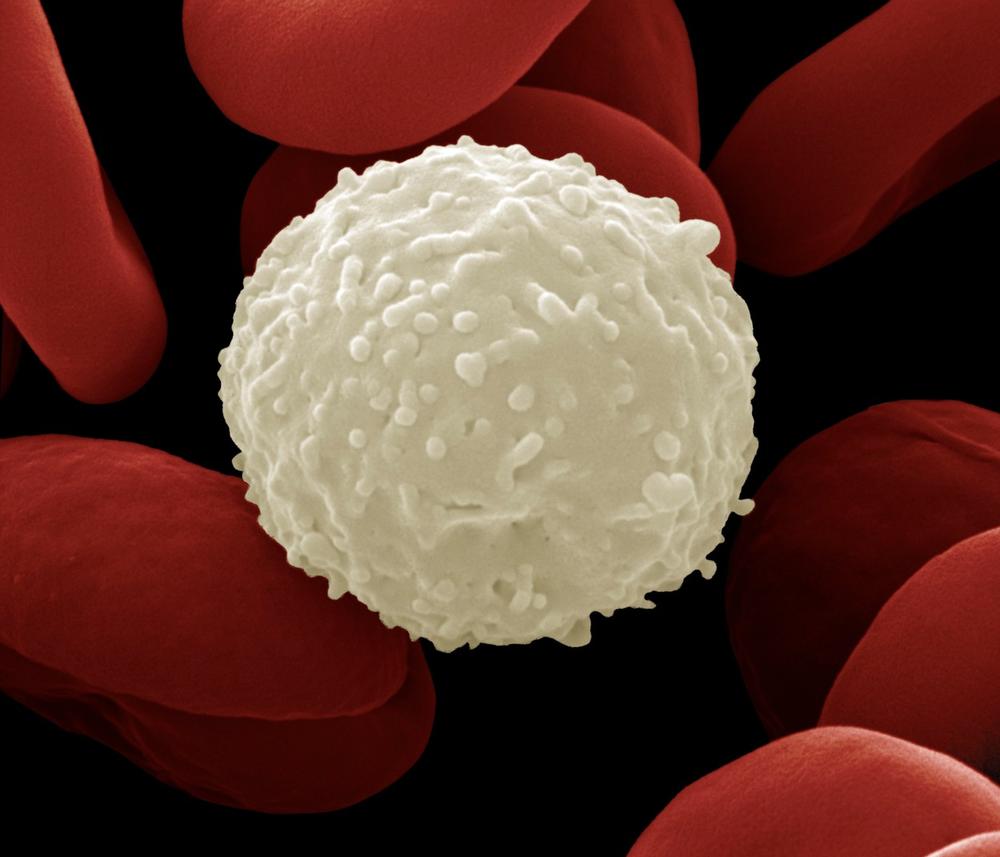 Лейкоциты крови способны. Кровяные тельца лейкоциты. Лейкоциты белые клетки крови. Лейкоциты Вики. Лейкоциты это в биологии.