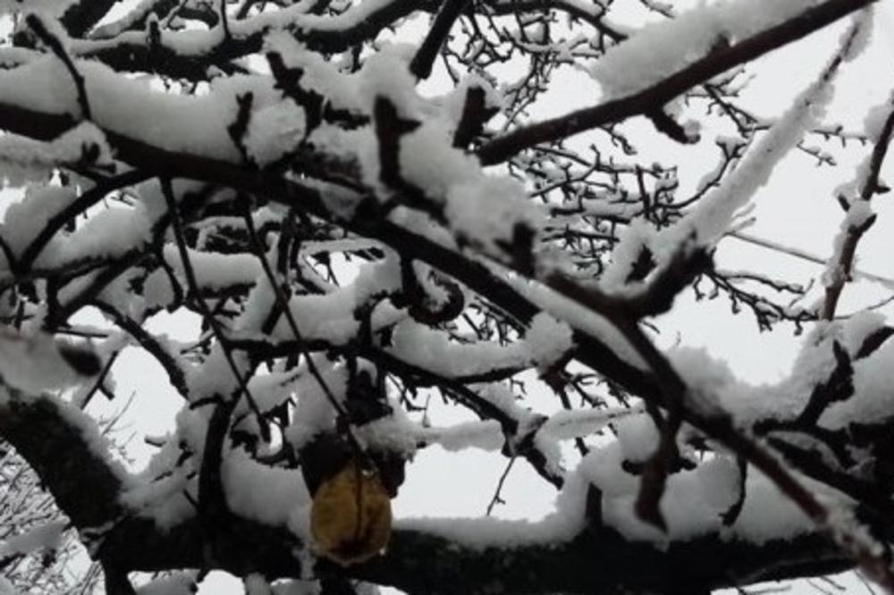 NEOBIČAN DOGAĐAJ NA BOŽIĆ U DOMU ADROVIĆA KOD TOPOLE: Evo šta im se pojavilo u snegu ispred kuće (FOTO)