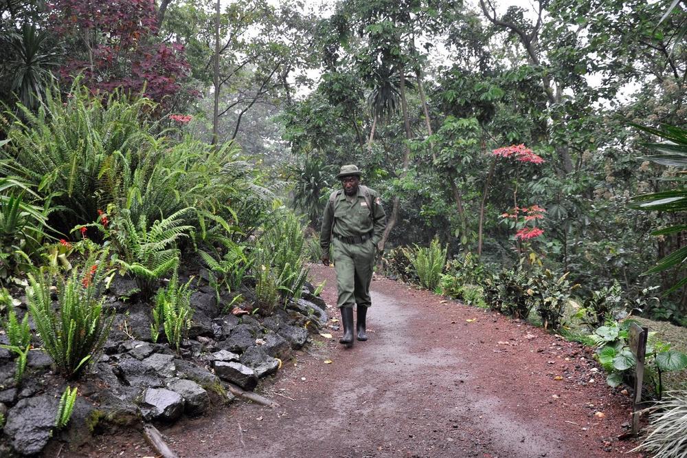 KRVAV NAPAD U KONGU: Naoružani upali i ubili 6 čuvara Nacionalnog parka Virunga! Ima i ranjenih!