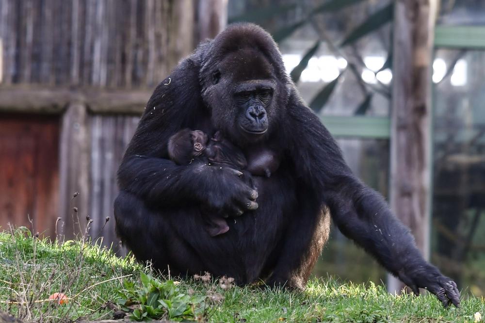 GORILE DOBILE KORONU: Čak i kašlju, preneli im zaposleni zoo vrta u San Dijegu (VIDEO)