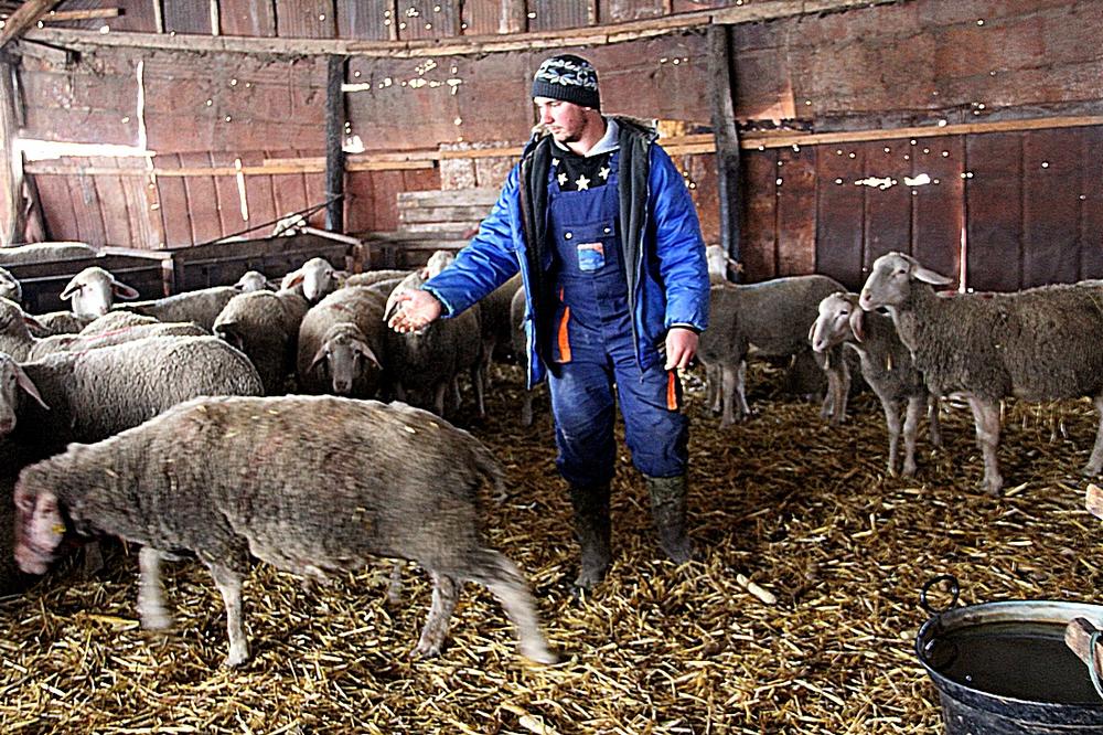 POKOLJ NA MARKOVOM SALAŠU U MIKIĆEVU KOD STAROG ŽEDNIKA: Lovački pas poklao 67 ovaca, stradalo im čitavo stado