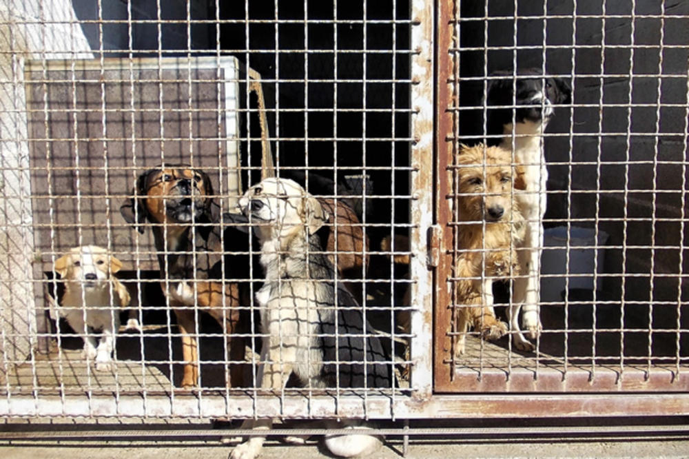 LOZNICA REŠAVA VELIKI PROBLEM: Besplatna masovna sterilizacija svih pasa