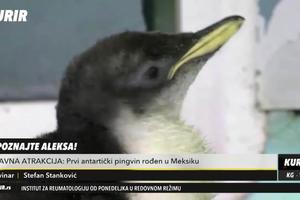 ČUDO U MEKSIČKOM AKVARIJUMU: Rođen prvi antarktički pingvin van Antarktika (KURIR TELEVIZIJA)