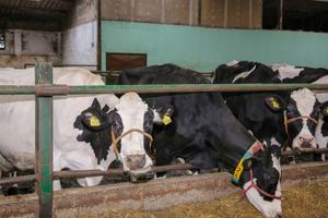 ROBOT GLAVNI RADNIK: Brine o muži i ishrani krava na digitalizovanoj farmi u banatskom selu Nakovo (FOTO)